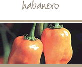 Habanero Peppers