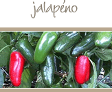Jalapeno Peppers
