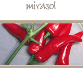 Mirasol Peppers