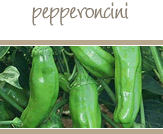 Pepperoncini Peppers