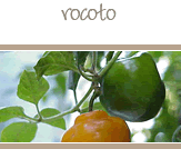 Rocoto Peppers