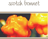 Scotch Bonnet