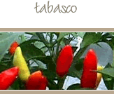 Tabasco Peppers