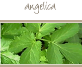 Angelica