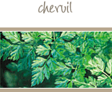Chervil