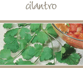 Cilantro