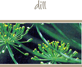 Dill