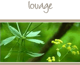 Lovage