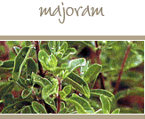 Majoram