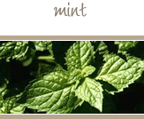 Mint