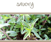 Savory