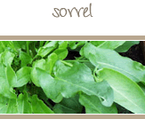Sorrel