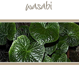Wasabi